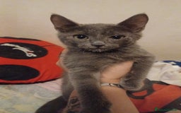 Meticcio gatti in vendita: Gattino certosino  - Immagine 1