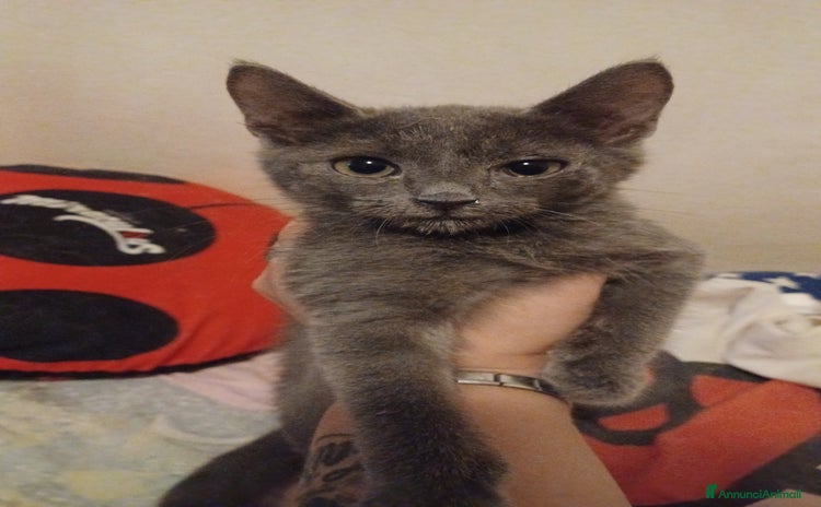 Meticcio gatti - Annuncio 1