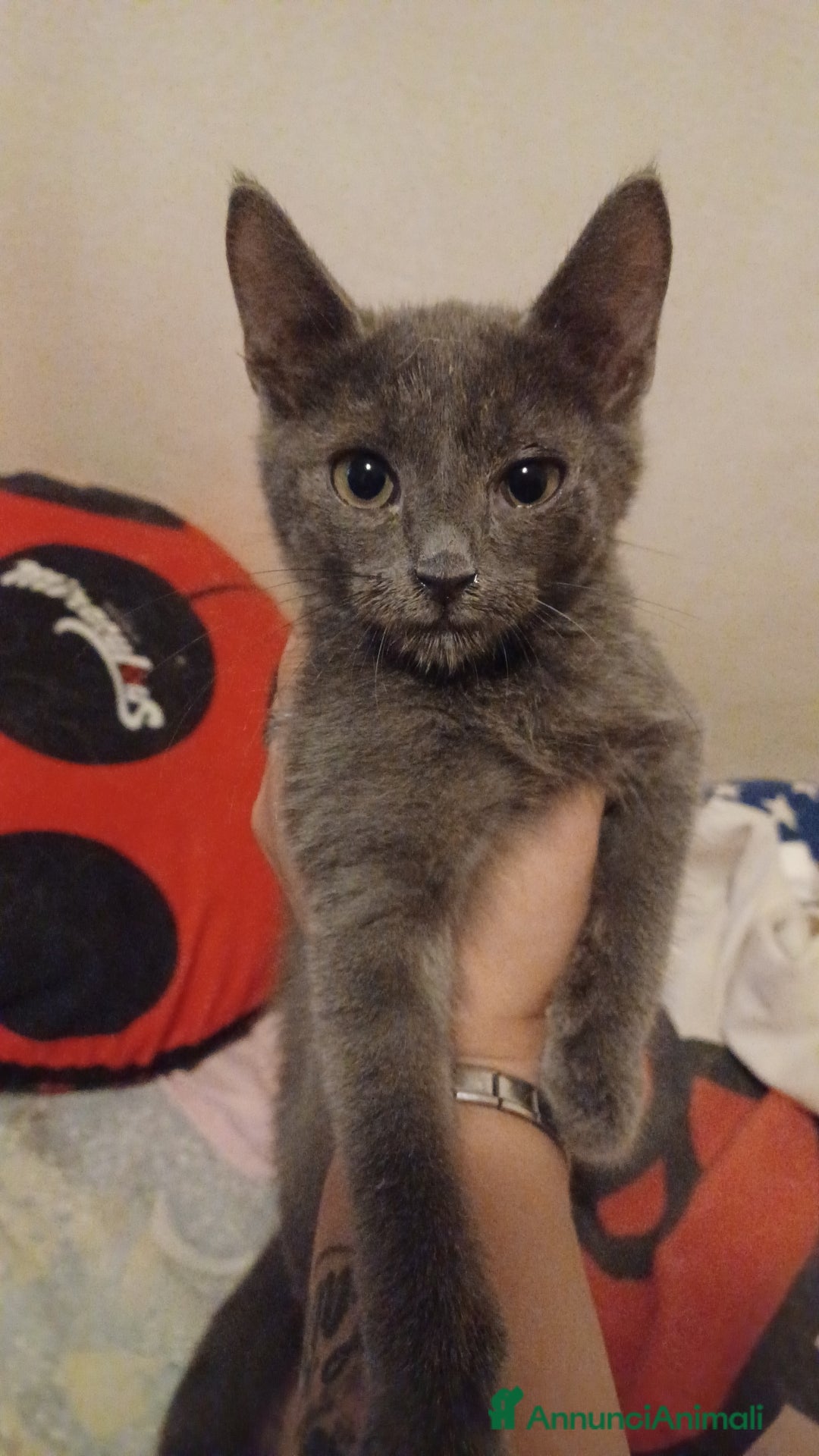 Meticcio gatti in vendita: Gattino certosino  - Annuncio 1