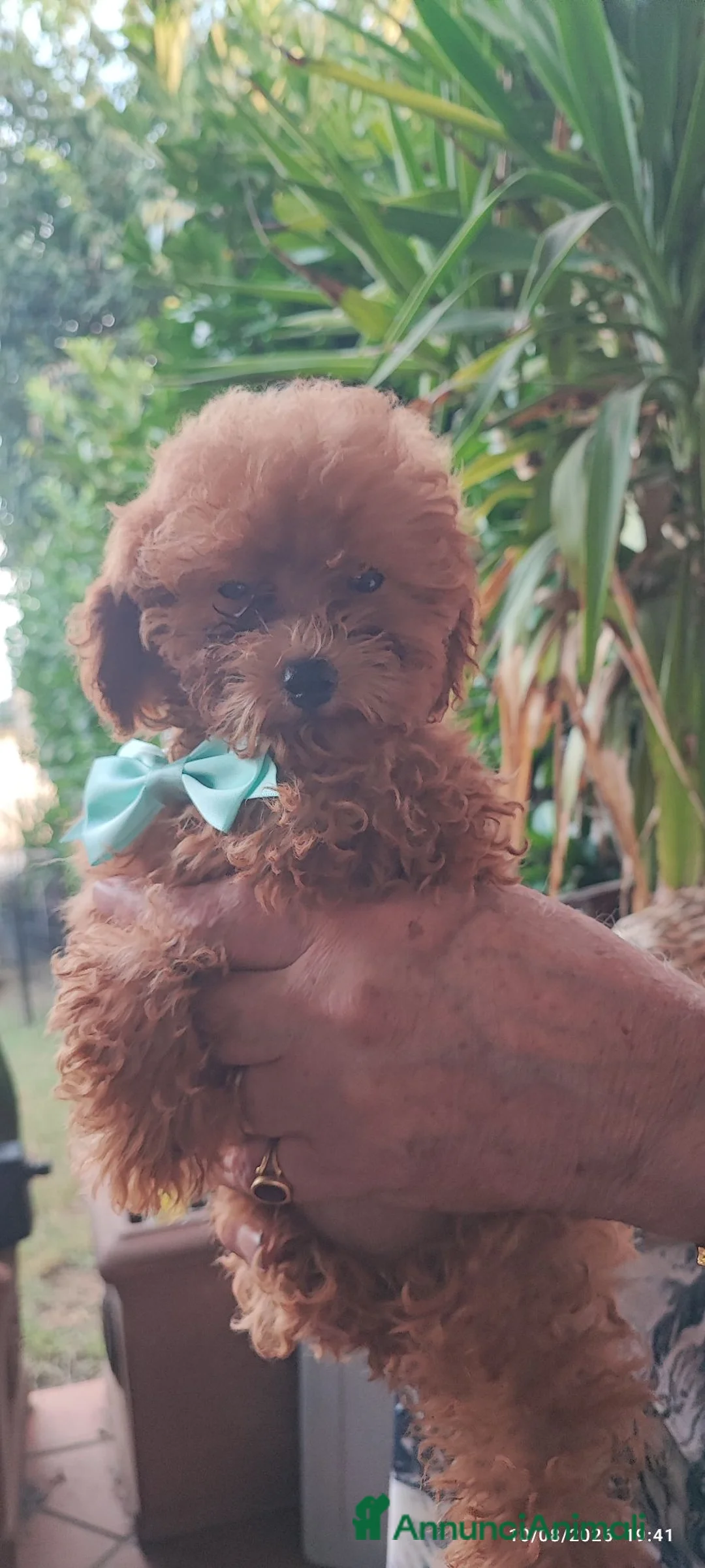 Barboncino Toy cani in vendita: Barboncini mini Toy -toy  a Città metropolitana di Milano - Annuncio 4
