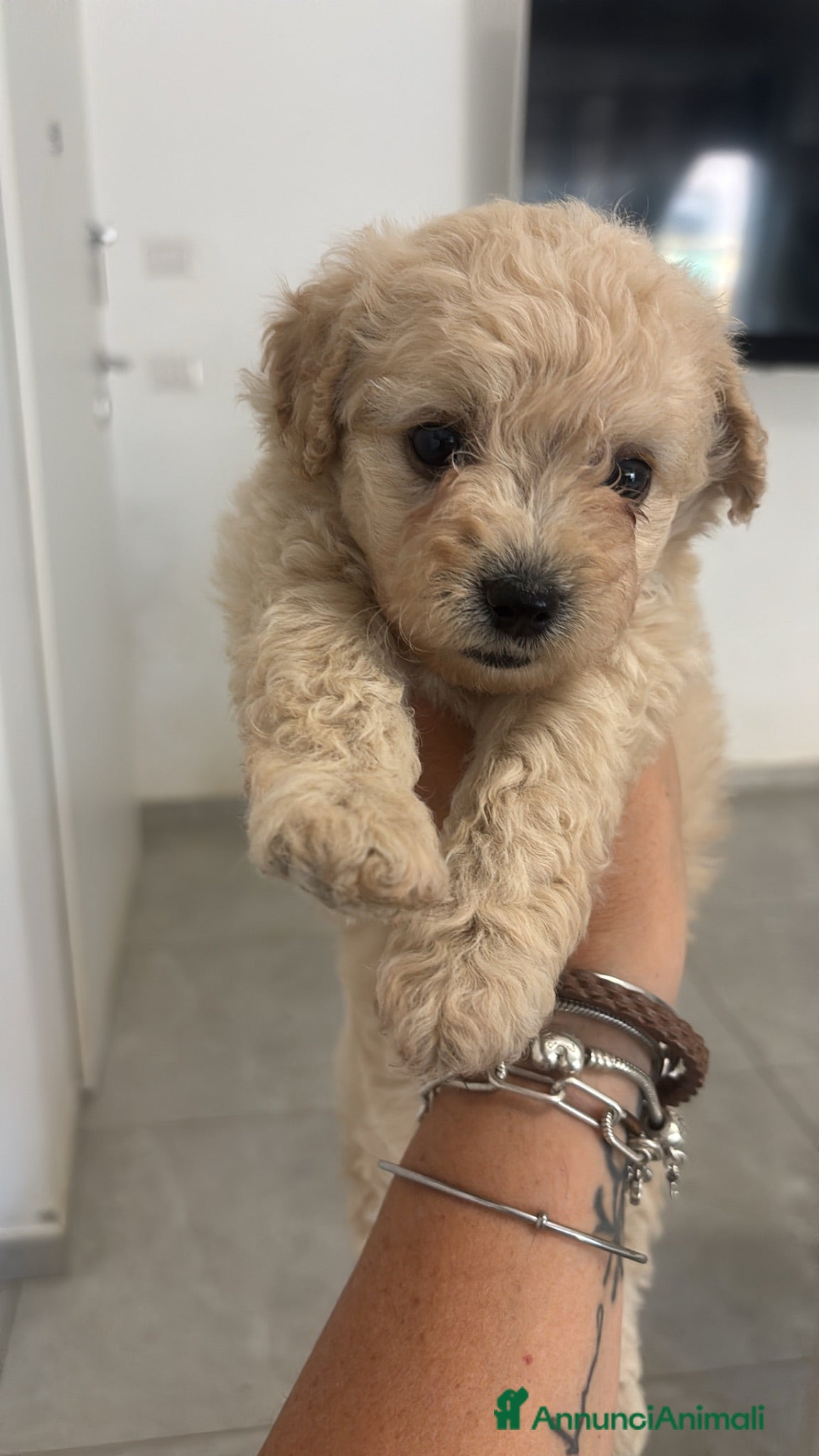 Barboncino cani Barboncini - Annuncio 1