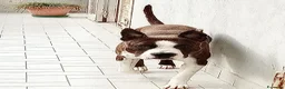 American Staffordshire cani in regalo: Regalo cucciolo amstaff a Città Metropolitana di Napoli - Annuncio 2