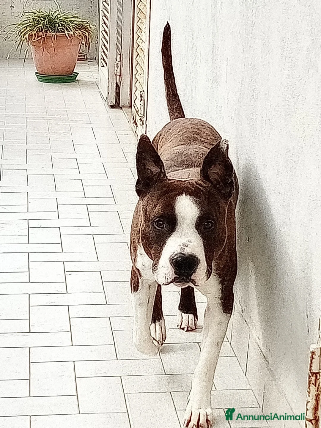 American Staffordshire cani in regalo: Regalo cucciolo amstaff a Città Metropolitana di Napoli - Annuncio 2