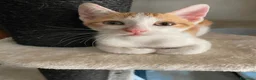 Altre razze gatti in regalo: Dylan e Ryan cercano casa a Provincia di Alessandria - Annuncio 2