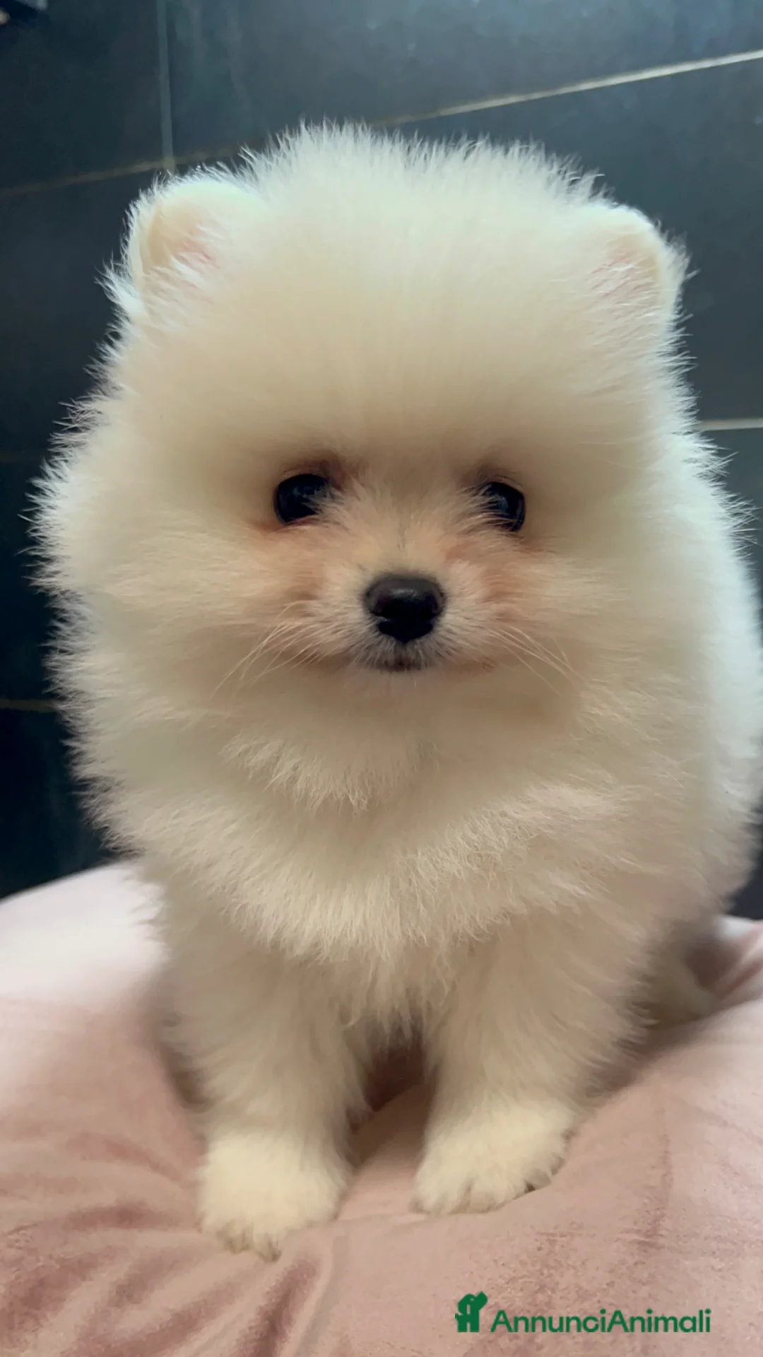 Volpino Pomerania cani in vendita: Pomerania Spitz Toy nano  - Annuncio 8