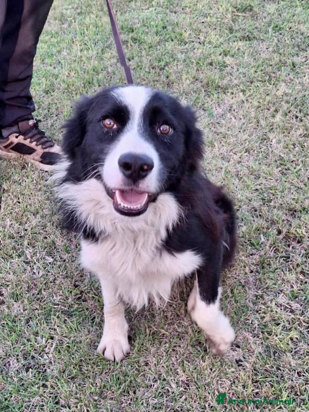 Border Collie cani in regalo: GIOTTO 💙 -abbandonato, dagli un’altra possibilità - Annuncio 9