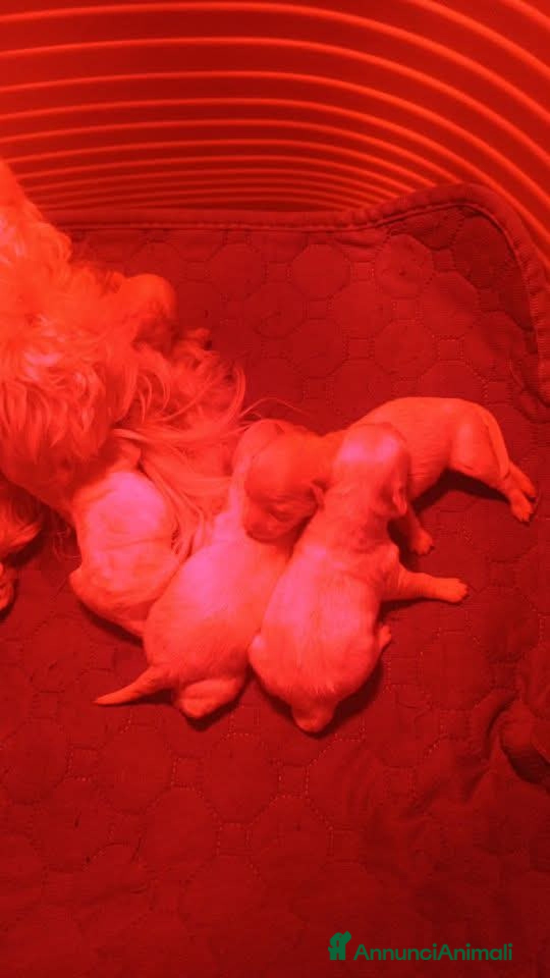 Maltese cani in vendita: Maltesi cuccioli  - Annuncio 1