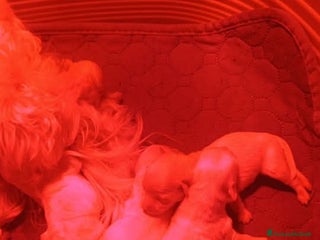 Maltese cani Maltesi cuccioli - Annuncio 17