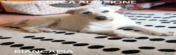 Meticcio cani in regalo: Femmina 3anni 8/9 in canile da mesi NAPOLI - Annuncio 4