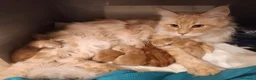 Maine Coon gatti in vendita: Femminucce Maine coon  - Annuncio 9