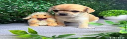 Chihuahua cani in vendita: Cuccioli chihuahua a Provincia di Cremona - Annuncio 8