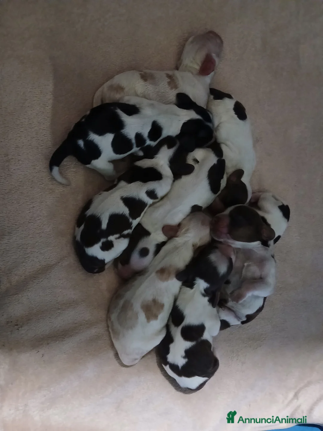 Cocker cani in vendita: Splendidi cuccioli di cocker spaniel inglese  - Annuncio 2