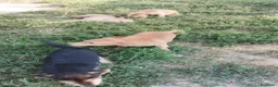Meticcio cani in vendita: Cuccioli in adozione – Goito (MN) - Annuncio 6