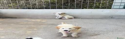 Meticcio cani in regalo: Bubi maschio a Città Metropolitana di Torino - Annuncio 4