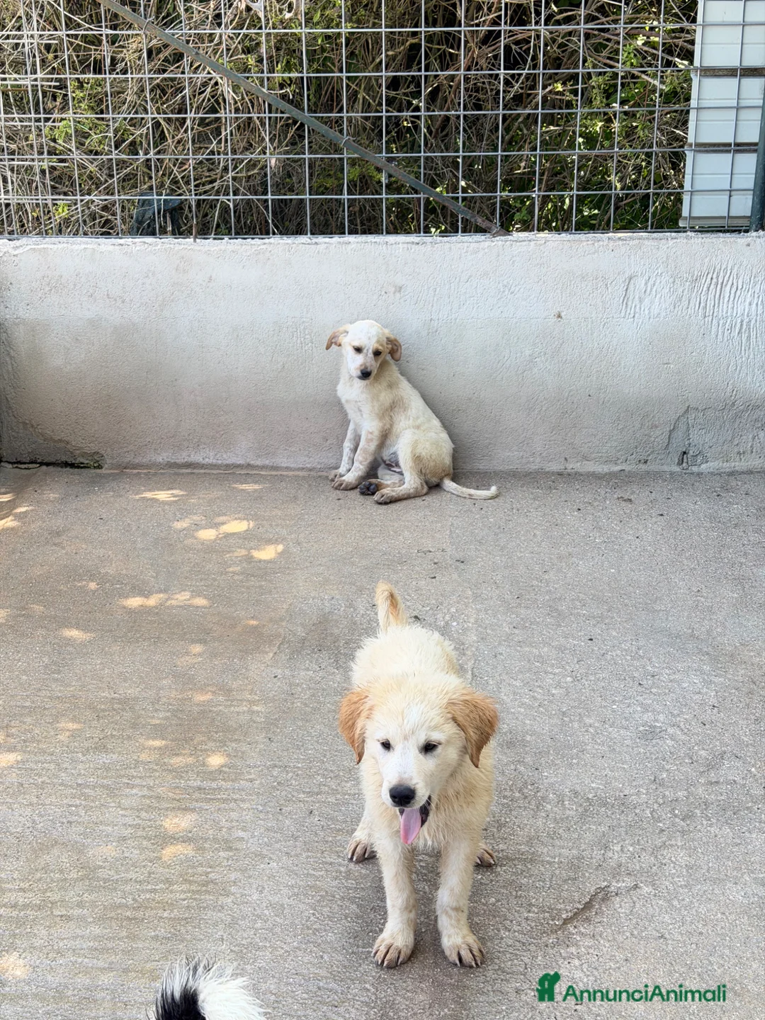Meticcio cani in regalo: Bubi maschio a Città Metropolitana di Torino - Annuncio 4
