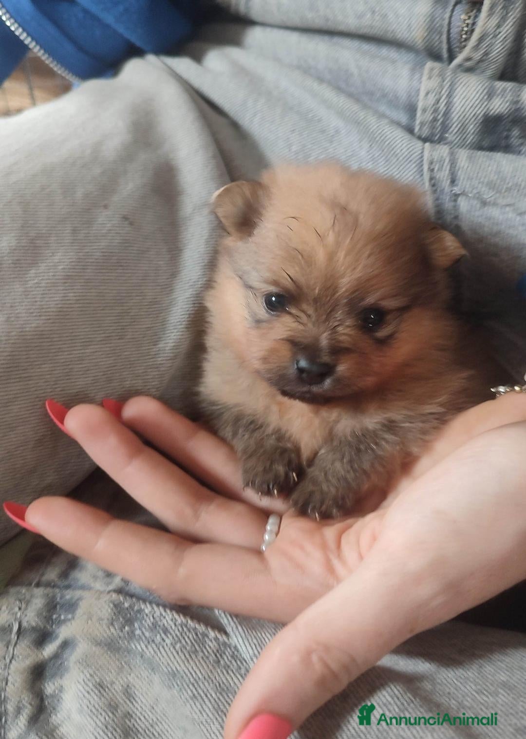 Volpino Pomerania cani in vendita: Cuccioli di Pomerania - Annuncio 17