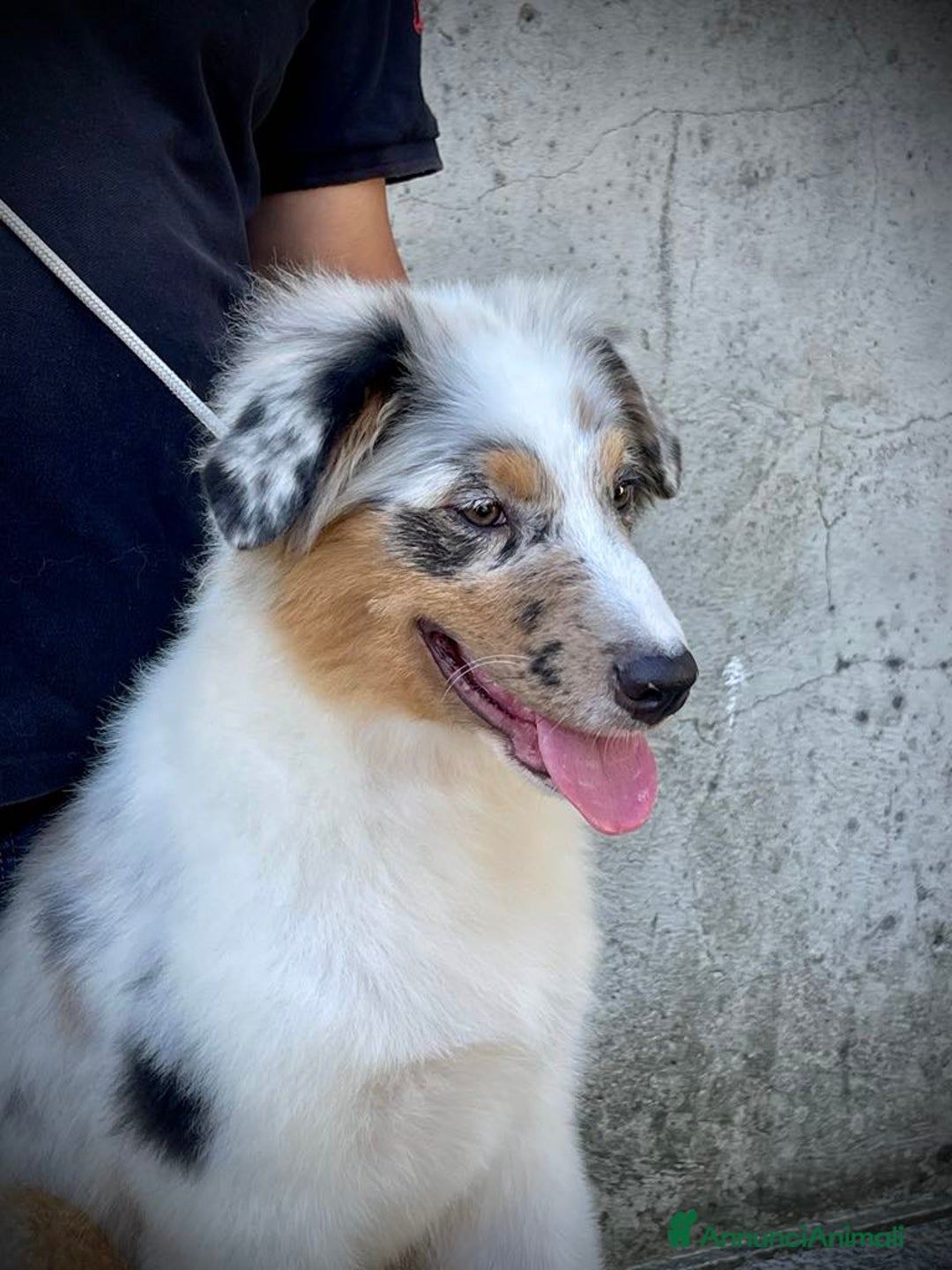 Australian Shepherd cani in vendita: Australian Shepherd a Provincia di Varese - Immagine 7