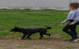 Meticcio cani in regalo: CICCIO, indipendente meticcio nero cerca casa a Città metropolitana di Milano - Immagine 8