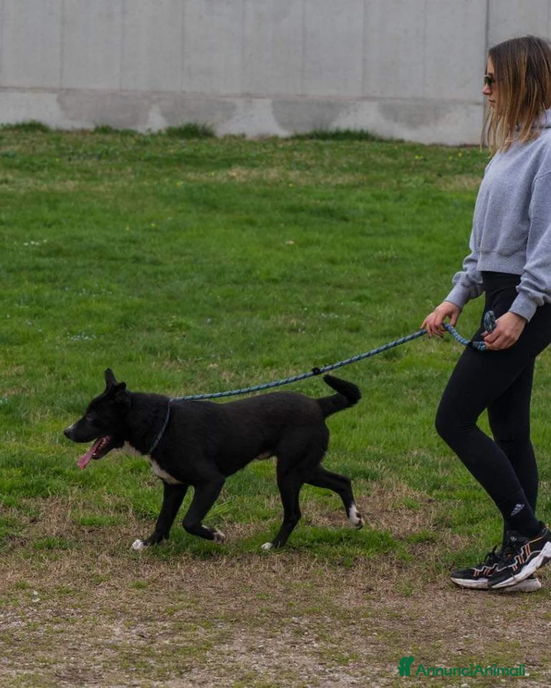 Meticcio cani in regalo: CICCIO, indipendente meticcio nero cerca casa a Città metropolitana di Milano - Annuncio 8