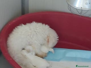 Bichon cani Cuccioli di bichon a pòil frisè - Annuncio 2