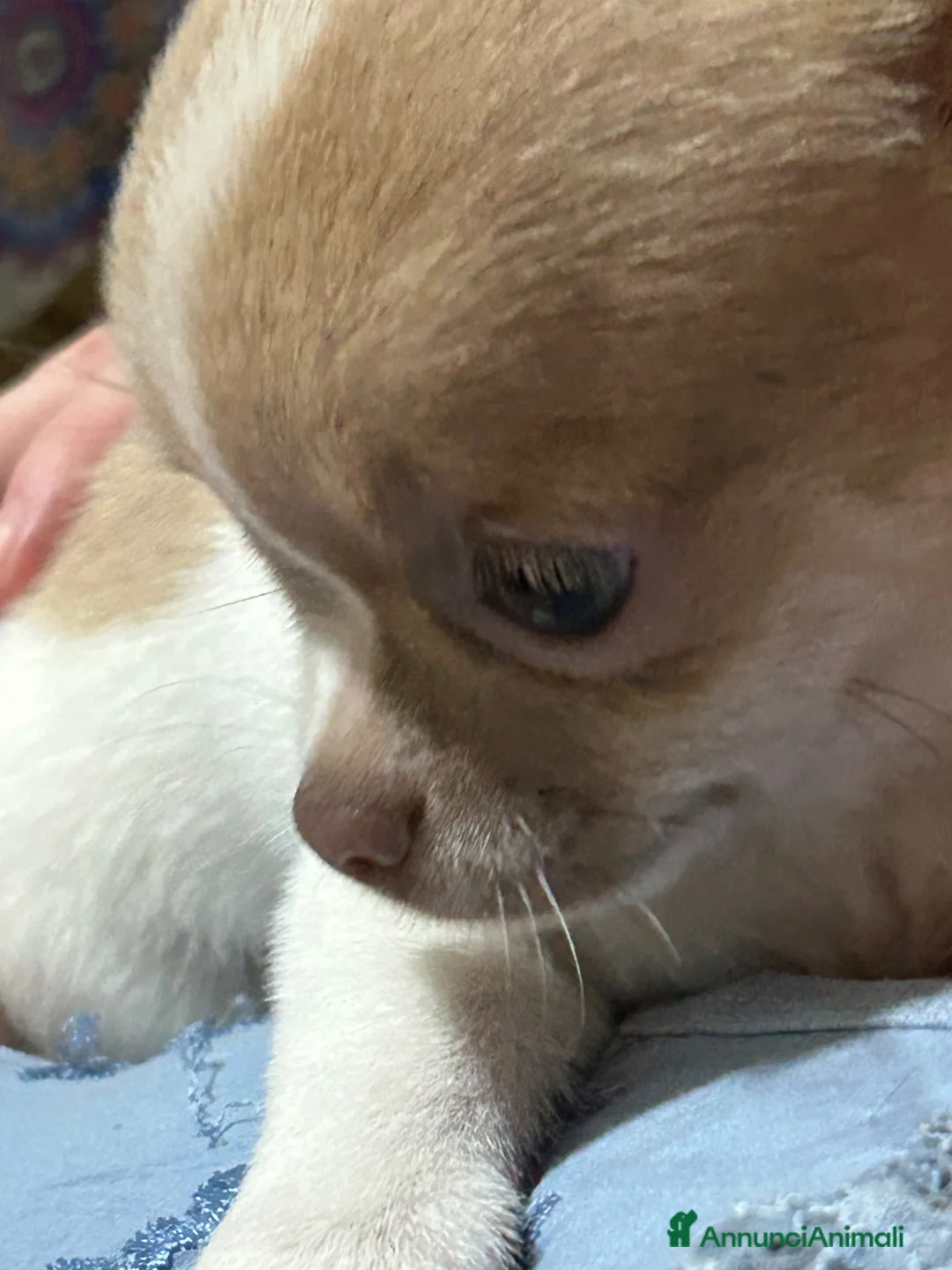 Chihuahua cani in vendita: Chihuahua con pedigree  - Annuncio 2