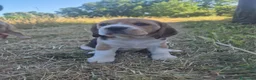 Beagle cani in vendita: 4 Cuccioli maschi di Beagle con Pedigree ENCi a Provincia di Viterbo - Annuncio 11
