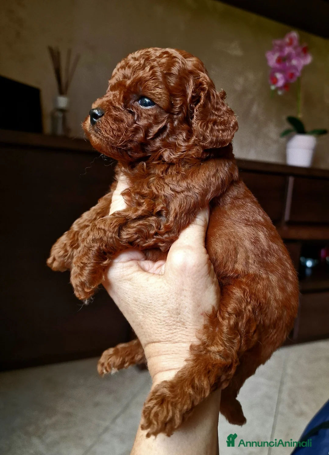 Barboncino Toy cani in vendita: Barboncino mini toy  / Teacup  red brown  - Annuncio 2