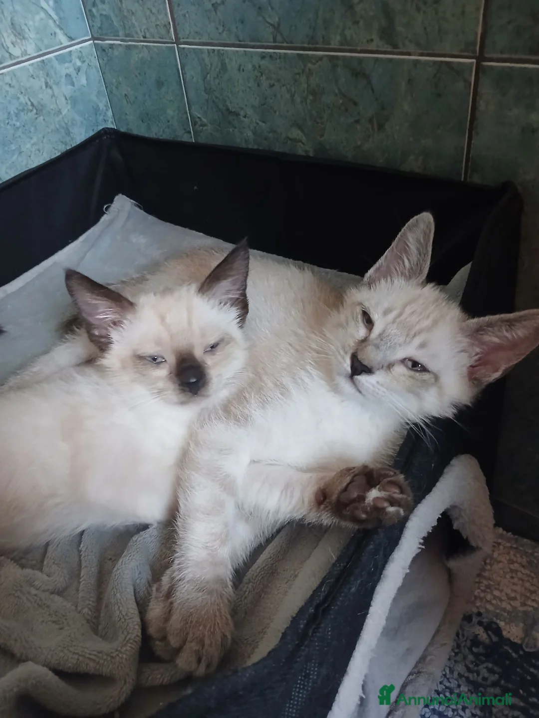Europeo gatti in regalo: Fratellini meravigliosi  - Annuncio 4