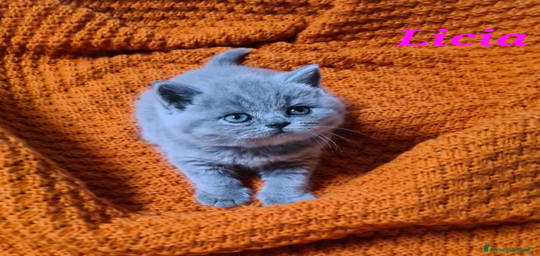 Immagine della galleria {{count}}