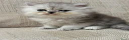 Persiano gatti in vendita: Gattini cuccioli persiano  - Annuncio 3