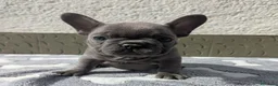 Bulldog Francese cani in vendita: Bulldog francese blu e blu fawn - Annuncio 5