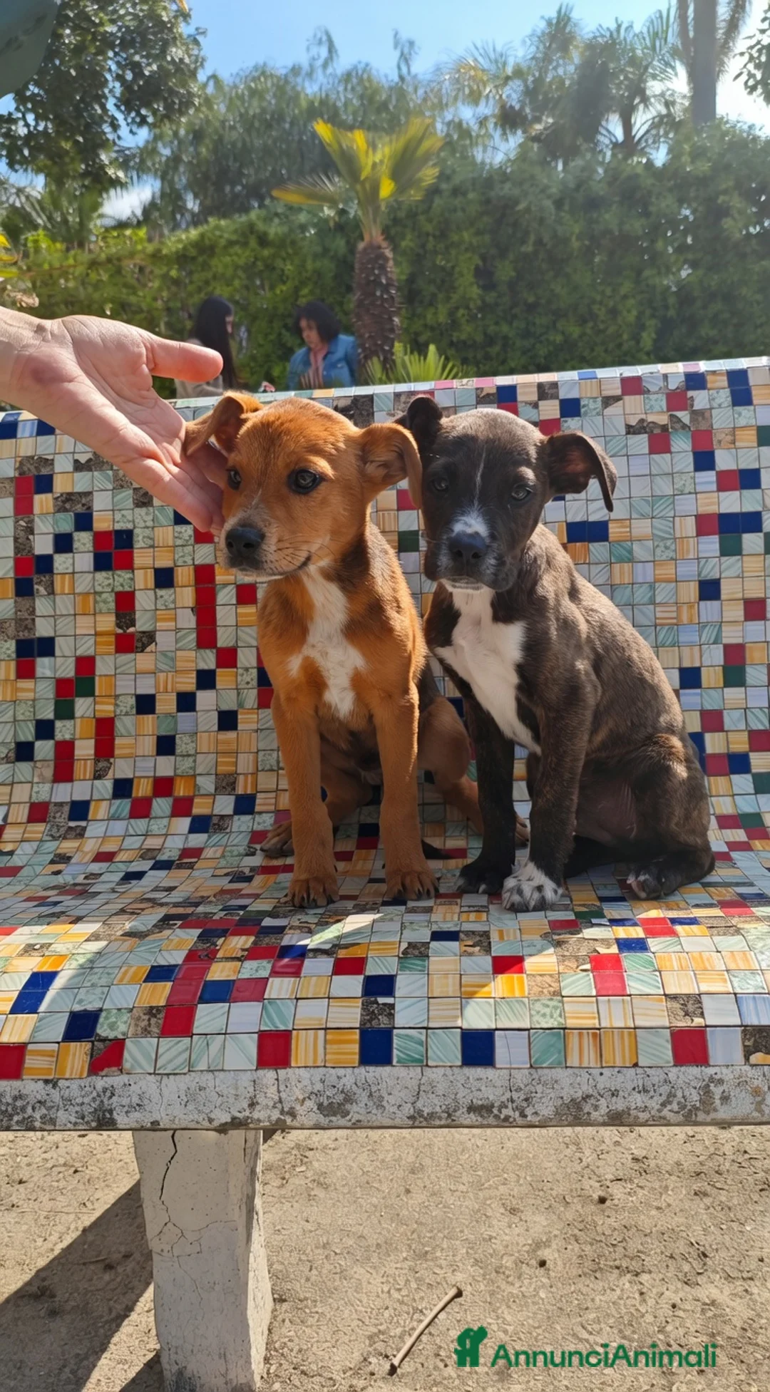 Meticcio cani in regalo: Due cuccioli incrocio pitbull! (2 mesi)  - Annuncio 2