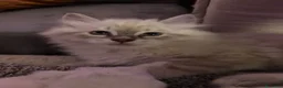Siberiano gatti in vendita: Cuccioli gatti Siberiani Neva Masque Pedigree ANFI a Città Metropolitana di Bologna - Annuncio 9