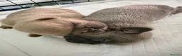 Bulldog Francese cani in vendita: Cuccioli bulldog francese  a Provincia di Latina - Annuncio 19