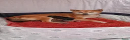 Shiba Inu cani in vendita: Shiba inu femmina rossa pedigree  - Annuncio 6