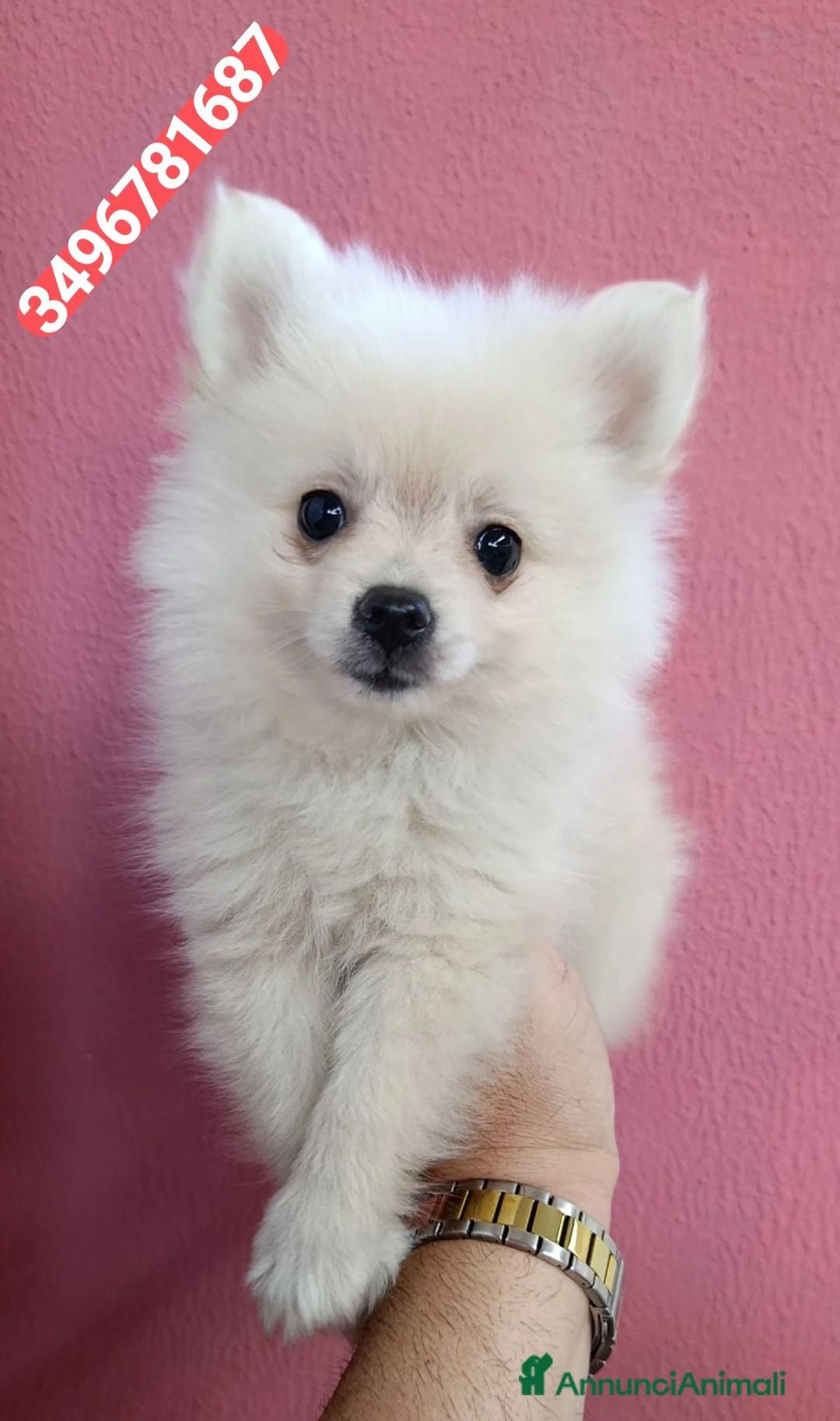 Spitz cani in vendita: SPITZ TEDESCO PICCOLO ultima cucciola batuffolina  - Annuncio 1