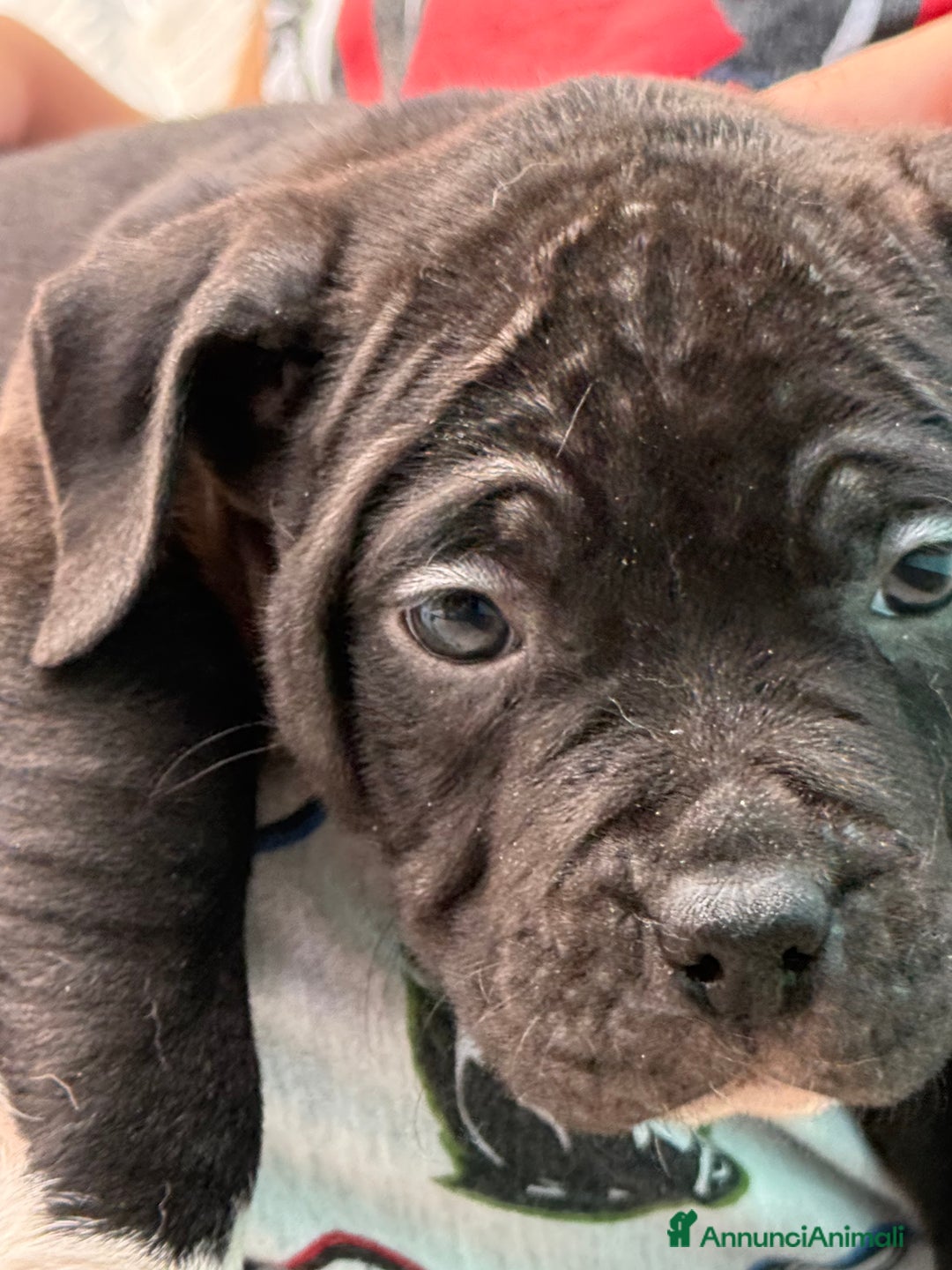 American Staffordshire cani in vendita: Cuccioli Amstaff neri a Città metropolitana di Milano - Immagine 5