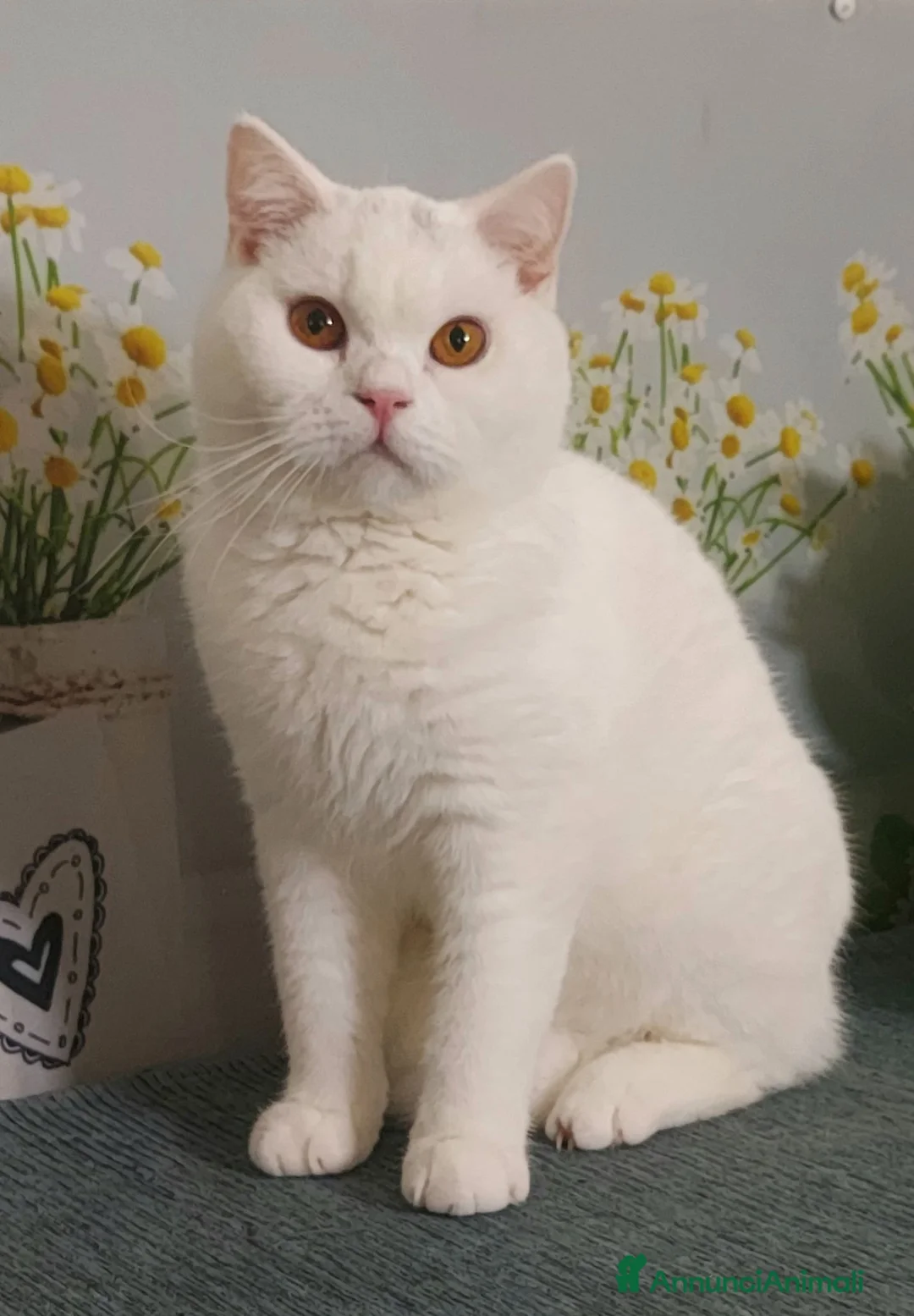 British gatti in vendita: British Shorthair Memo  - Annuncio 2