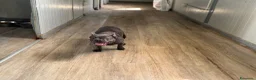 Bulldog Francese cani in vendita: Allevamento affida coppia di Bouledogue Francese - Annuncio 2