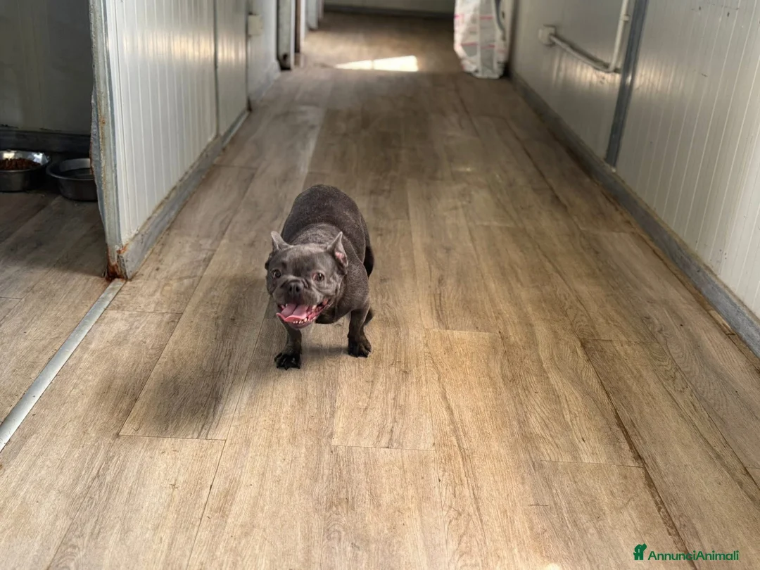 Bulldog Francese cani in vendita: Allevamento affida coppia di Bouledogue Francese - Annuncio 2
