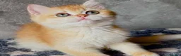 British gatti in vendita: Meravigliosi cuccioli di british shorthair - Annuncio 2