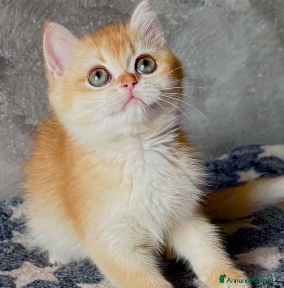 British gatti in vendita: Meravigliosi cuccioli di british shorthair - Annuncio 2