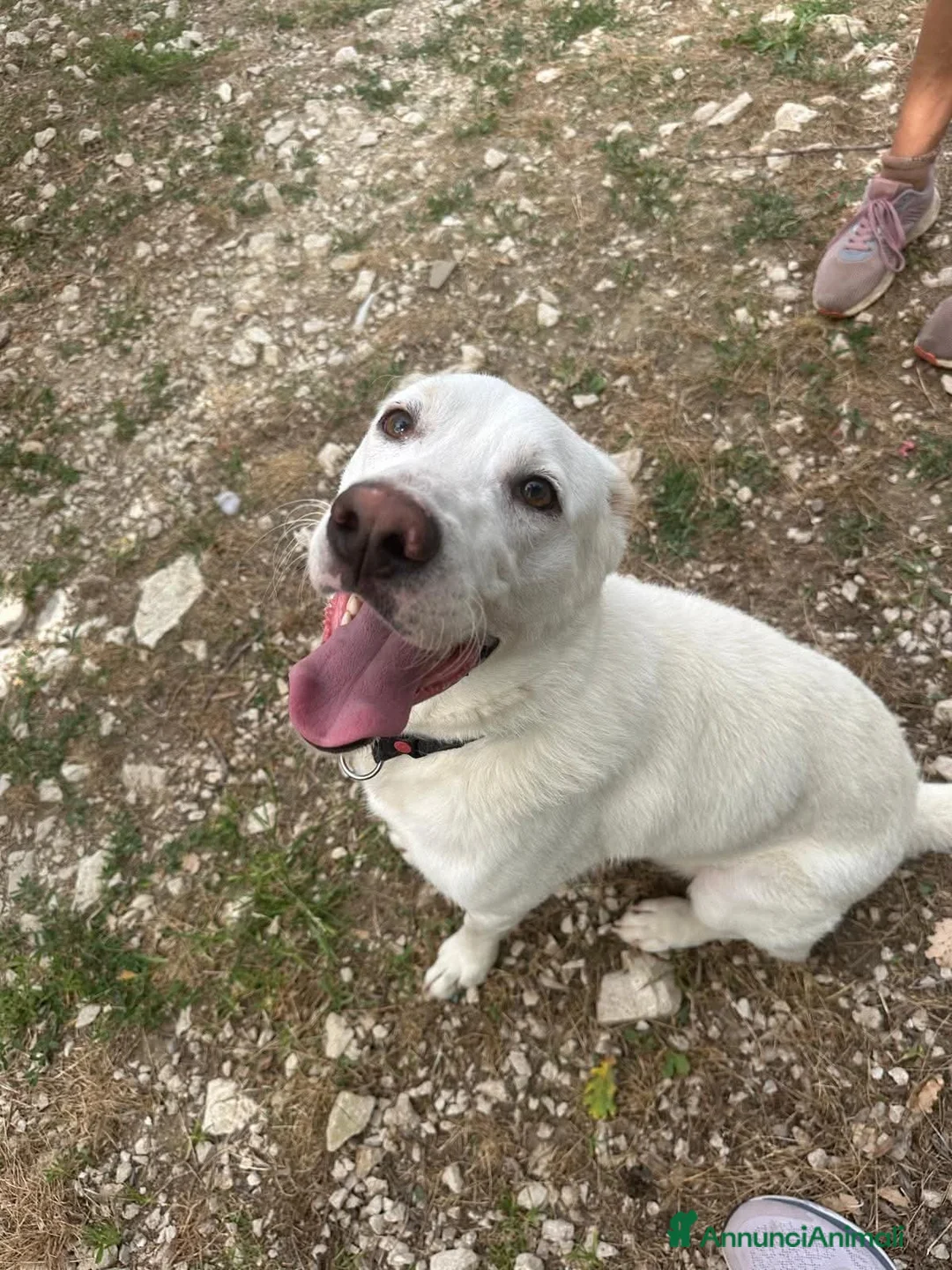 Meticcio cani in regalo: Mix Labrador, 4/5 mesi, EUGENIA dolce - Annuncio 8