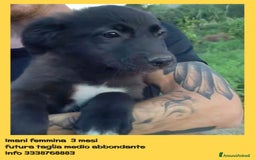 Altre razze cani in regalo: Cuccioli di 3 mesi cercano adozione urgente  a Provincia di Parma - Immagine 3