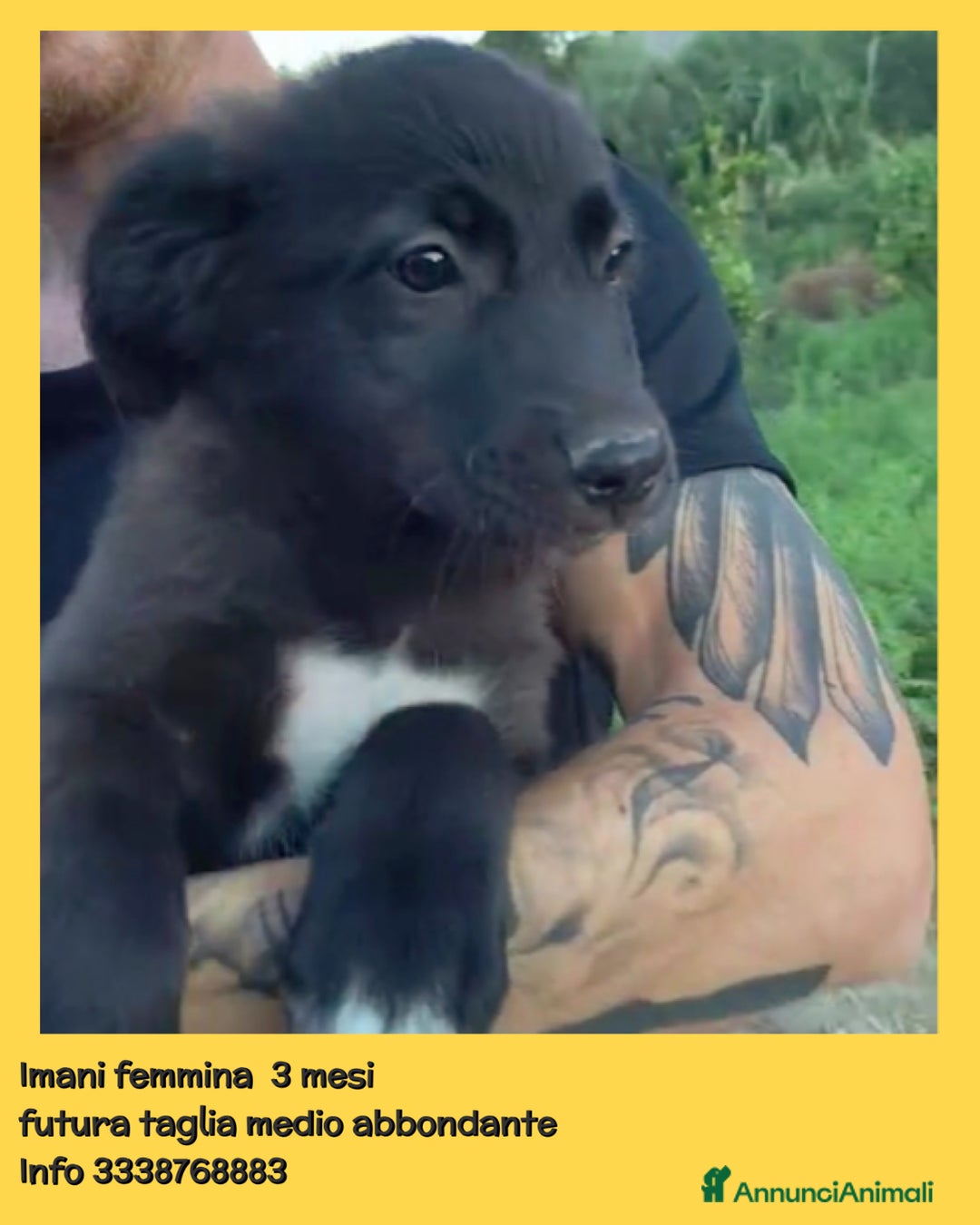 Altre razze cani in regalo: Cuccioli di 3 mesi cercano adozione urgente  a Provincia di Parma - Immagine 3