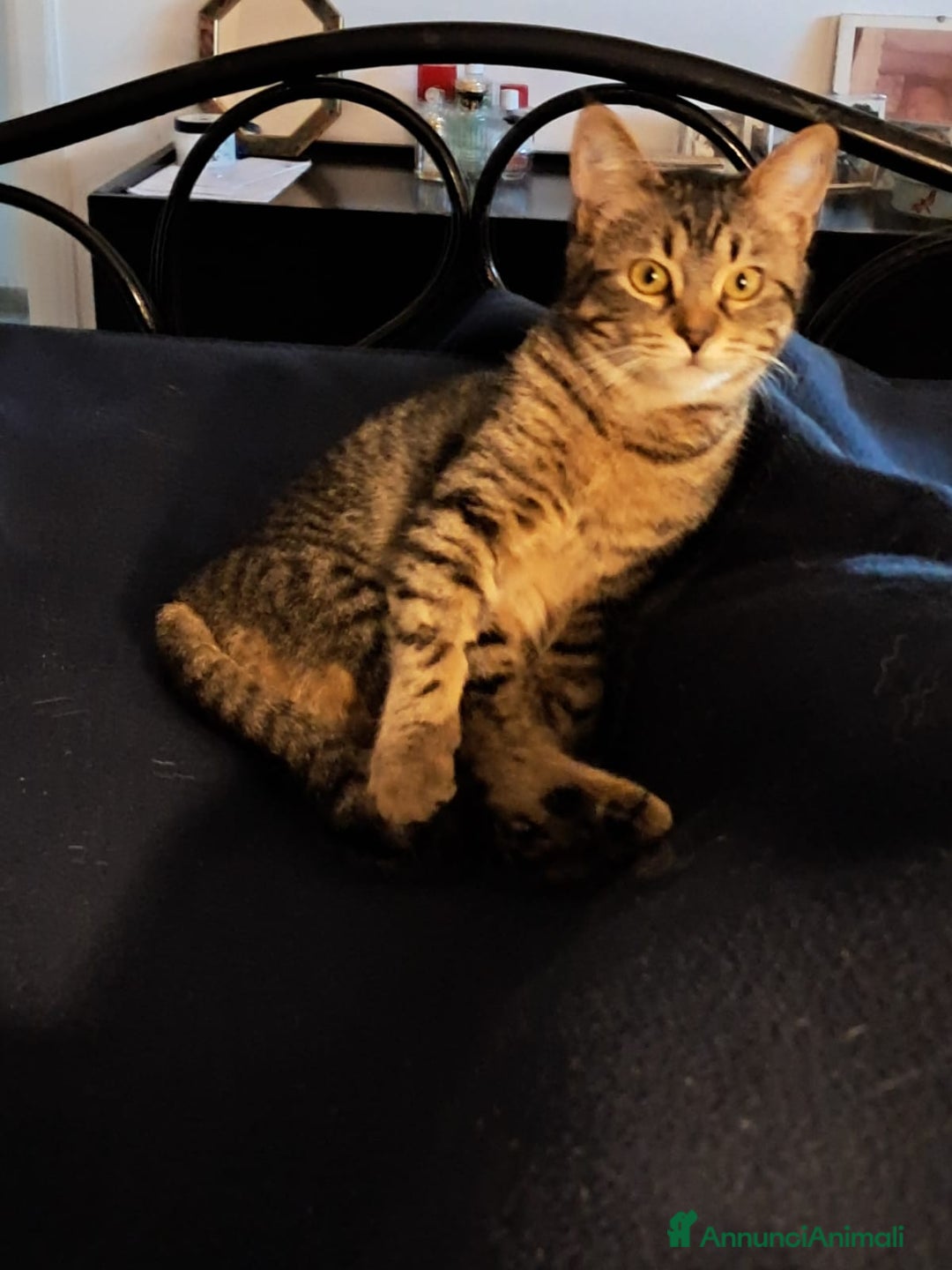 Europeo gatti in regalo: Ombra tigratina - Annuncio 3