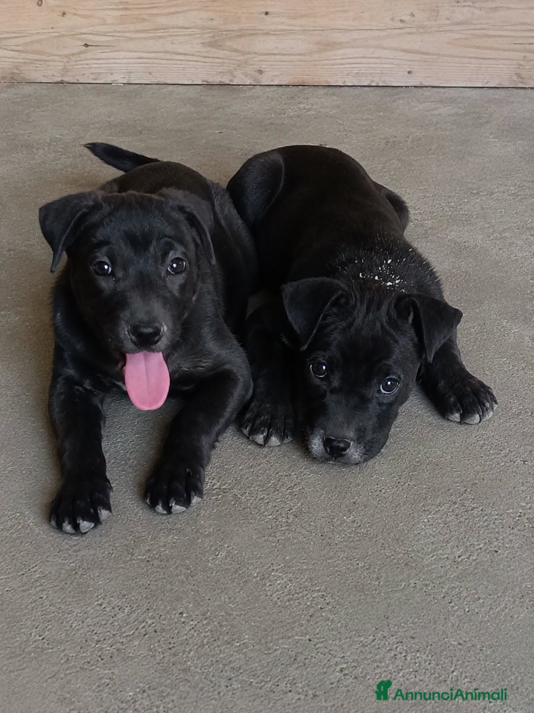 Pitbull cani Era e Giunone  - Annuncio 4