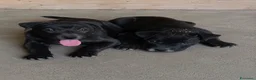Pitbull cani in regalo: Era e Giunone  - Annuncio 1