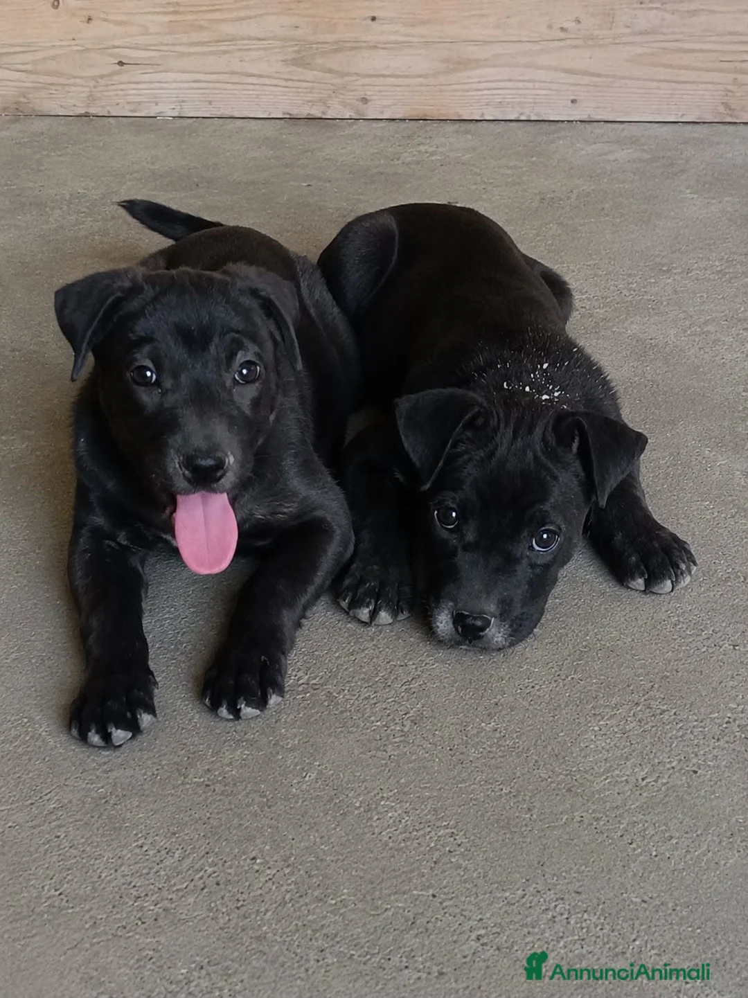 Pitbull cani in regalo: Era e Giunone  - Annuncio 1