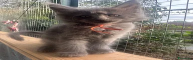 Maine Coon 4
